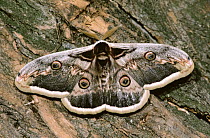 Giant peacock moth {Saturnia pyri} resting on tree bark, Austria