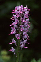 Military orchid {Orchis militaris} France