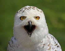 Portrait of Snowy owl {Nyctea scandiaca} calling, captive, Germany