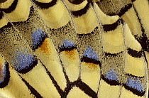 Swallowtail {Papilio machaon} close-up of wing