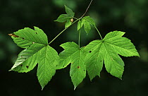 Sycamore leaves {Acer pseudoplatanus}