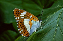 White admiral butterfly {Limenitis / Limenitis camilla} Germany
