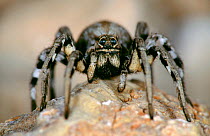 Wolf spider {Lycosa sp.} Spain