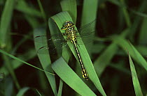 Yellow legged club tailed dragonfly {Gomphus flavipes} male resting on blade of grass, Germany