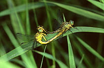 Yellow legged club tailed dragonfly {Gomphus flvipes} mating, Germany