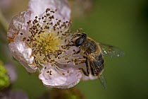Hover Fly (Eristalis tenax) on Bramble flower, UK