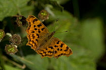 Comma Butterfly (Polygonia c-album) on Bramble plant, UK