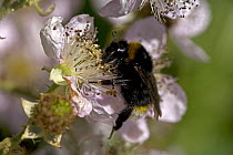 White-tailed Bumble Bee (Bombus lucorum) gathering pollen and nectar from Bramble flowers, UK