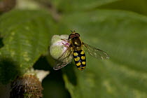 Hover fly (Syrphus sp) feeding on nectar from Bramble flower bud, UK