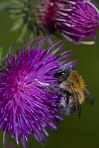 Carder Bee (Bombus sp) probably {Bombus pascuorum} collecting nectar and pollen from thistle flower, UK
