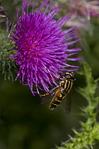Hover fly (Helophilus sp) feeding on nectar from thistle flower, UK