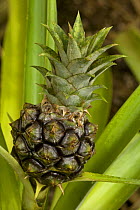 Pineapple fruit (Ananas comosus)