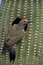 Gilded Flicker (Colaptes chrysoides) male at nest hole in Saguaro Cactus, Sonoran Desert, Arizona, USA.