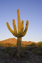 Nest holes of Gilded flicker {Colaptes chrysoides} in Saguaro Cactus (Carnegiea gigantea) Sonoran Desert, Arizona, USA