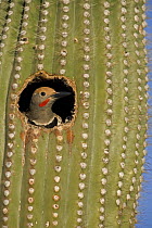 Gilded Flicker (Colaptes chrysoides) male in nest hole in Saguaro Cactus, Sonoran Desert, Arizona, USA.