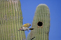 Gilded Flicker (Colaptes chrysoides) male flying from nest hole in Saguaro Cactus with fecal sac, Sonoran Desert, Arizona, USA.