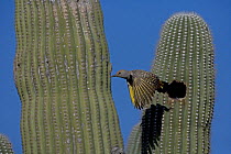 Gilded Flicker (Colaptes chrysoides) female flying from nest hole in Saguaro Cactus, Sonoran Desert, Arizona, USA.