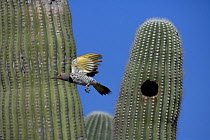 Gilded Flicker (Colaptes chrysoides) male flying from nest hole in Saguaro Cactus, Sonoran Desert, Arizona, USA.