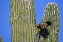 Gilded Flicker (Colaptes chrysoides) female flying from nest hole in Saguaro Cactus with fecal sac, Sonoran Desert, Arizona, USA.