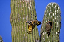 Gilded Flicker (Colaptes chrysoides) male flying from nest hole in Saguaro Cactus with female about to enter nest hole, Sonoran Desert, Arizona, USA.