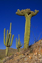 Saguaro Cactus (Carnegiea gigantea) Cristate Form alongside regular forms, Sonoran Desert, Arizona, USA - Cristate form may be a genetic variant and occurs in about one in two hundred thousand individ...