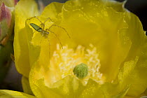 Green Lynx Spider (Puecetia viridans) on Prickly pear blossom {Opuntia sp} waiting prey attracted to blossom, Arizona, USA
