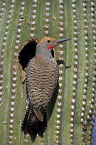 Gilded Flicker (Colaptes chrysoides) male at nest hole in Saguaro Cactus, Sonoran Desert, Arizona, USA