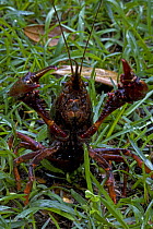 Louisiana crayfish / crawfish (Procambarus clarkii) defensive posture,  Louisiana, USA