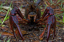Louisiana crayfish / crawfish (Procambarus clarkii) portrait,  Louisiana, USA