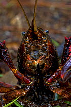 Louisiana crayfish / crawfish (Procambarus clarkii) mouthparts,  Louisiana, USA