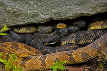 Timber Rattlesnakes (Crotalus horridus) Gravid females basking to bring young to term, black and yellow colour morphs, Pennsylvania, USA