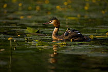 Great Crested Grebe (Podiceps cristatus) carrying chick on its back, UK