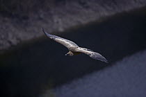 Looking down on Griffon Vulture soaring (Gysp fulvus) soaring,  Spain