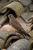 Lesser Kestrel (Falco naumanni) on roof tiles, Spain