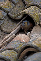 Lesser Kestrel (Falco naumanni) nesting under roof tiles, Spain