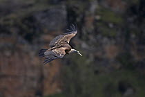Griffon Vulture soaring (Gysp fulvus) carrying feather in beak for nest, Spain