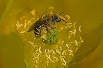 Cactus Bee (Diadasia sp) collecting nectar and pollen from Prickly Pear Blossom (Oppuntia sp) and serving as pollinator, Sonoran desert, Arizona, USA