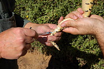Researchers extracting blood from Puff adder {Bitis arietans} for mitochondrial DNA analysis, Oudtshoorn, Little Karoo, South Africa.
