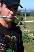 Researcher handling Albany adder {Bitis albanica} Grassy Ridge, nt Port Elizabeth, South Africa.