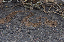 Horned adder {Bitis caudalis} 'cratered' in ambush mode in gravel plain habitat, Beaufort, West Great Karoo, South Africa