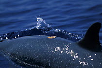 Pantropical spotted dolphin (Stenella attenuata) with wound from bite from Cookie cutter shark (Isistius brasiliensis), Kona, Big Island, Hawaii, Central Pacific Ocean
