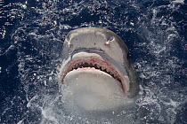 Tiger shark (Galeocerdo cuvier) lunging for bait, North Shore, Oahu, Hawaii, USA, Central Pacific Ocean