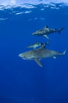 Tiger sharks (Galeocerdo cuvier) North Shore, Oahu, Hawaii, USA, Central Pacific Ocean