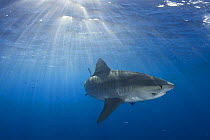 Tiger shark (Galeocerdo cuvier) North Shore, Oahu, Hawaii, USA, Central Pacific Ocean, note: parasitic leech on side of face