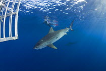 Diver swimming with Tiger shark (Galeocerdo cuvier) outside shark cage, North Shore, Oahu, Hawaii, USA, Central Pacific Ocean (MR 389)