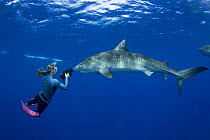 Stefanie Brendl films Tiger shark (Galeocerdo cuvier) underwater, North Shore, Oahu, Hawaii, USA, Central Pacific Ocean (MR 389)