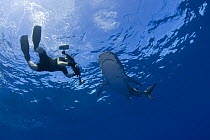 Photographer films Tiger shark (Galeocerdo cuvier) underwater, North Shore, Oahu, Hawaii, USA, Central Pacific Ocean (MR 390)