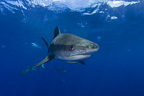 Tiger shark (Galeocerdo cuvier) North Shore, Oahu, Hawaii, USA, Central Pacific Ocean