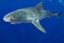 Tiger shark (Galeocerdo cuvier) North Shore, Oahu, Hawaii, USA, Central Pacific Ocean )