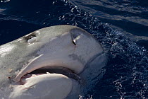 Tiger shark (Galeocerdo cuvier) lunging for bait, showing nictitating membrane covering eye to protect it, North Shore, Oahu, Hawaii, USA, Central Pacific Ocean